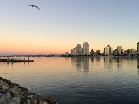 sunrise-dog-friendly-coronado-bay-seagull