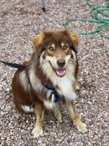 Hunderassen, die sich zum Hundesport eignen