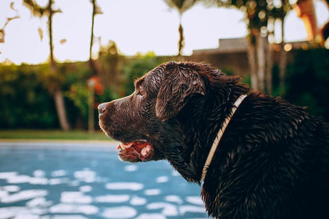 Labrador beim Hundeschwimmen