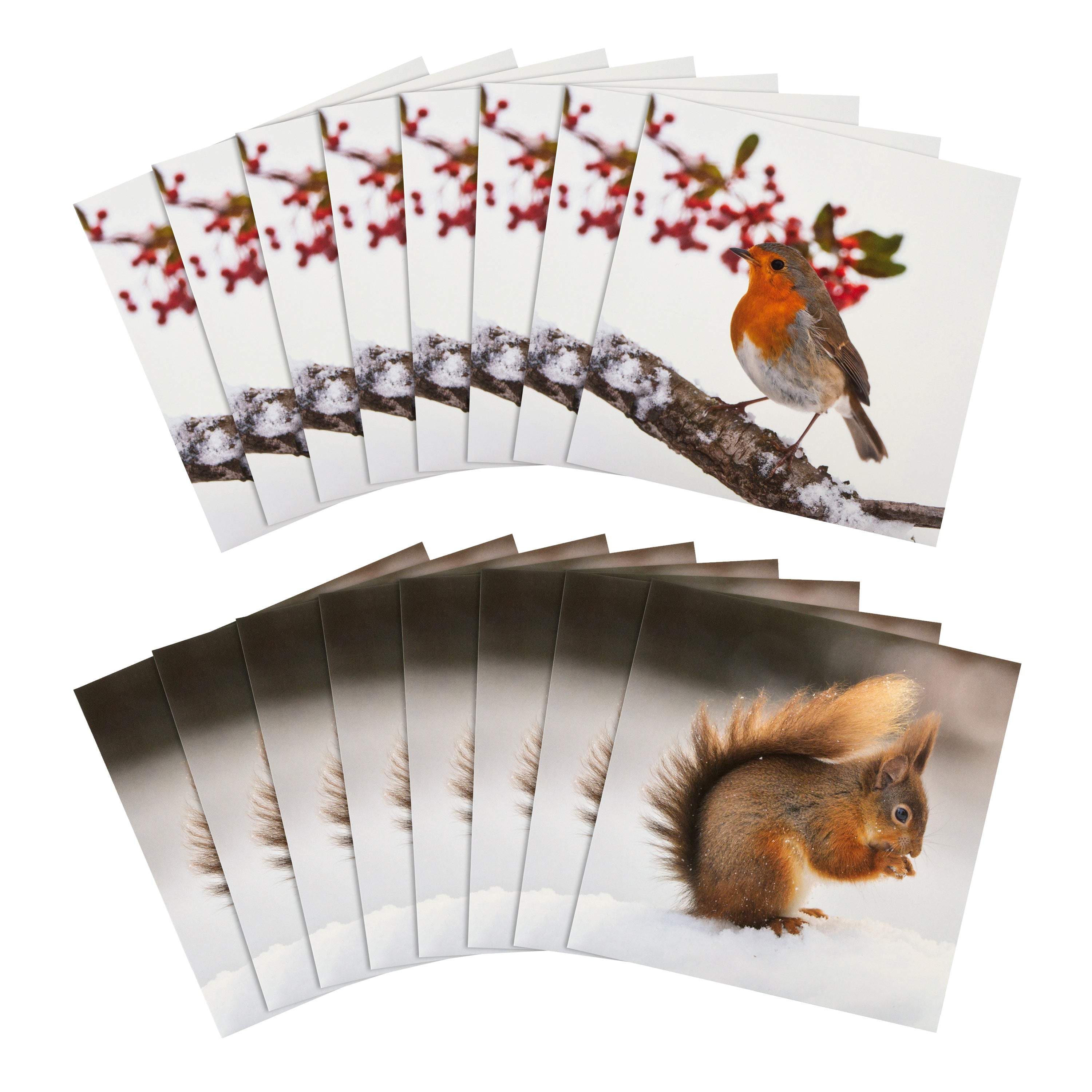 Christmas Cards Pack of 16 in 2 Robin and Squirrel National Geograph