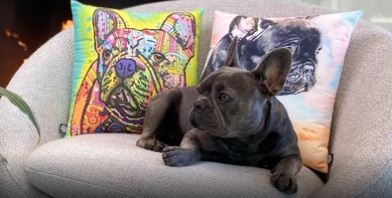 frenchie next to custom art pillows