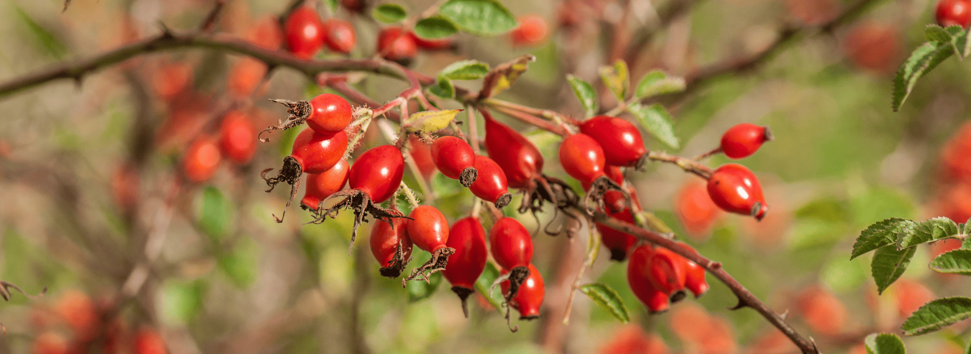 comment-faire-du-poil-a-gratter-avec-les-fruits