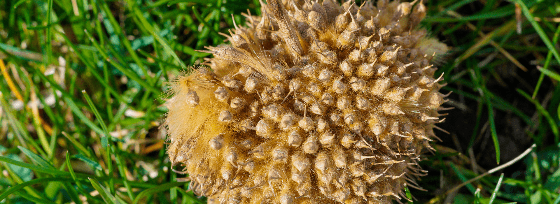 quelle fleur poil a gratter