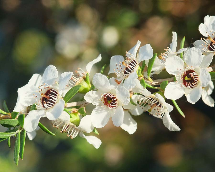 White flowers on a Leptospermum scoparium tree.