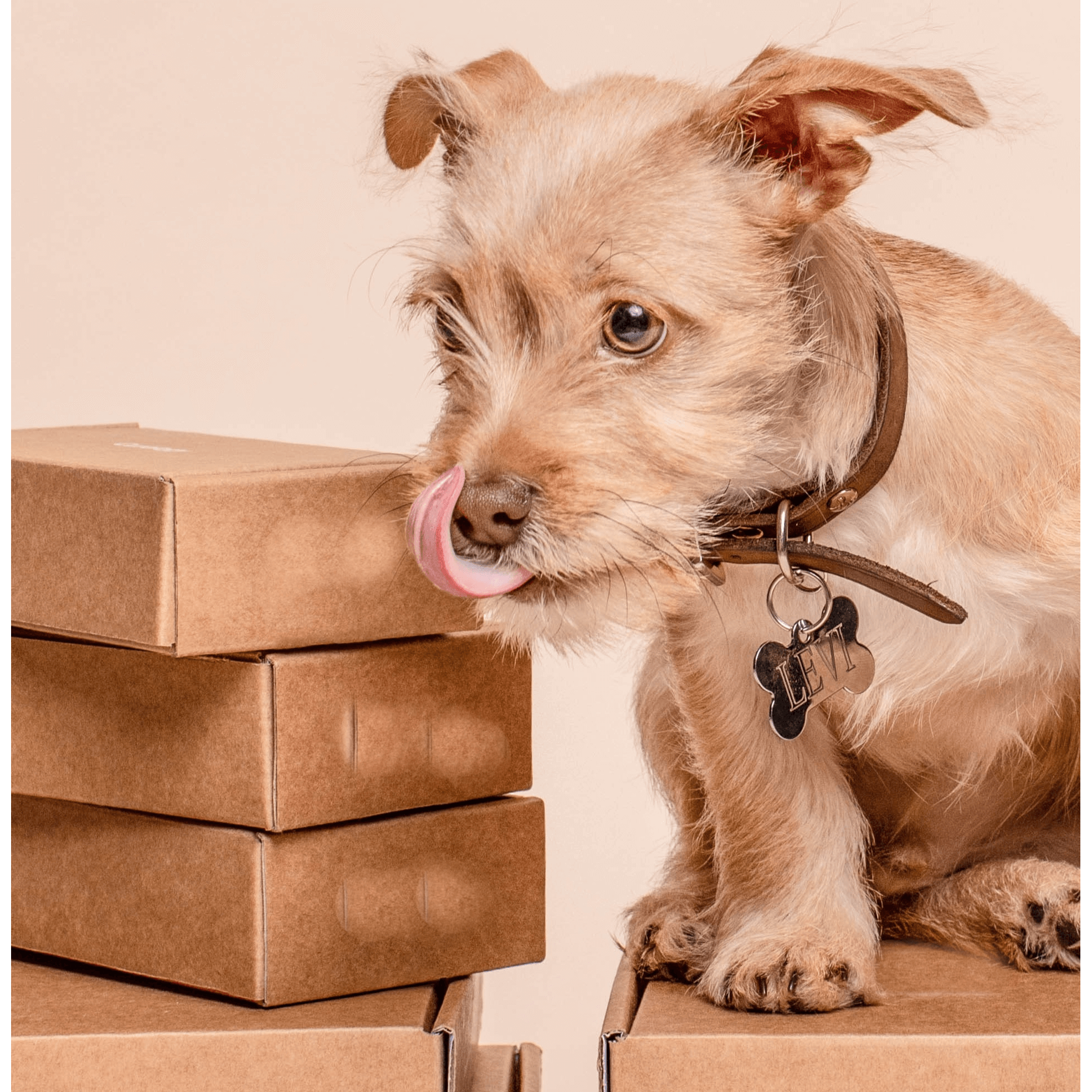 dog packages monthly