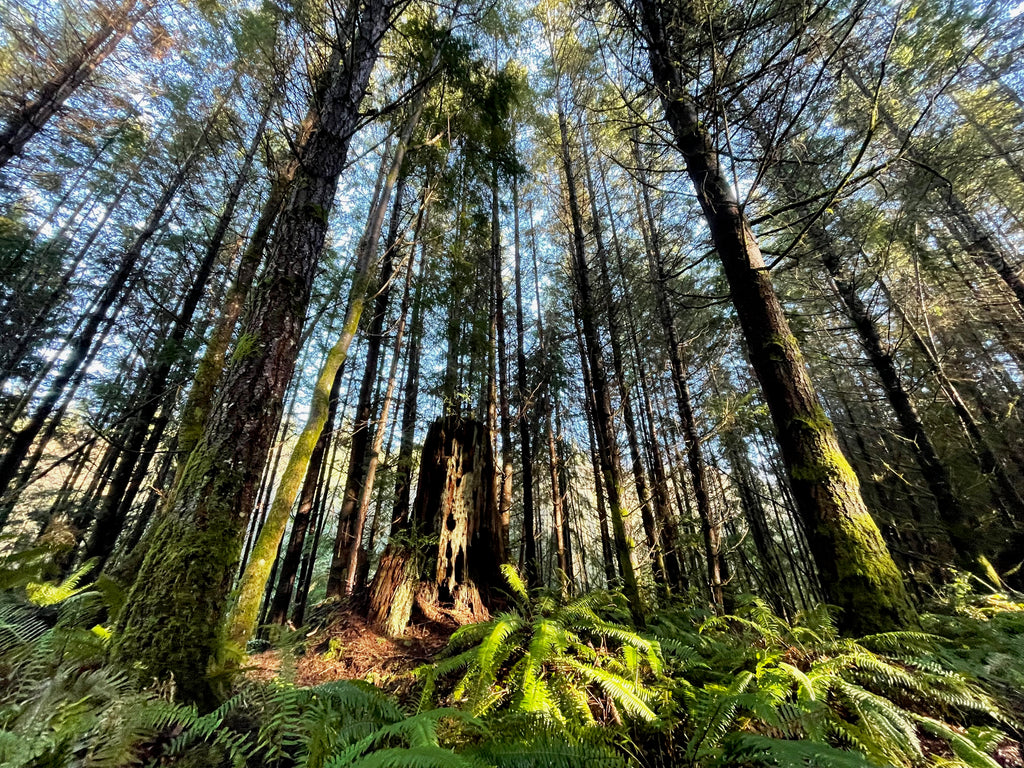 sun shining through trees onto stump and ferns, North Kitsap Heritage Park, photo by Carolina Veenstra