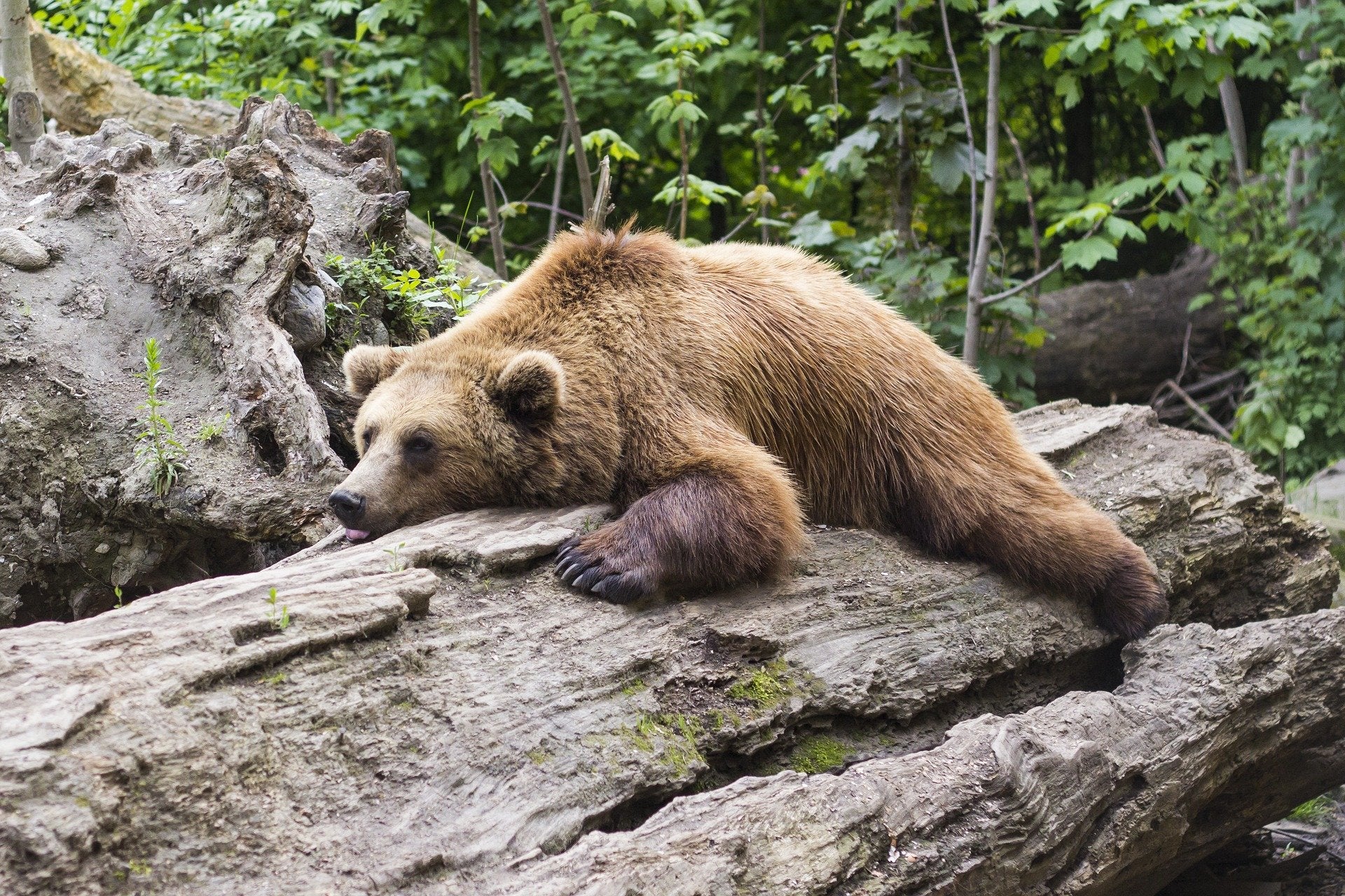 Un ours brun qui fait une petite sieste sur son tronc d'arbre