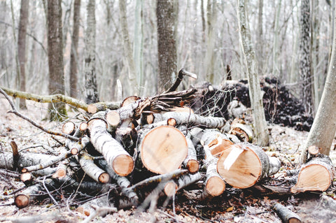 bois pour le feu de camp