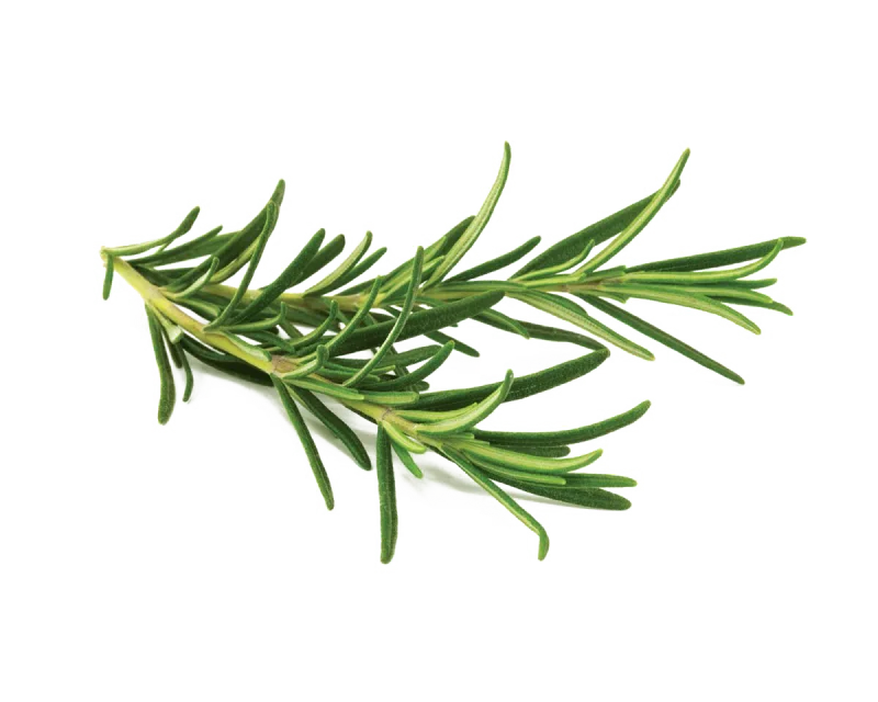 Rosemary oil