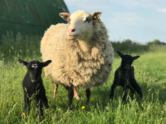 A large white sheep with two dark lambs standing on either of her sides.