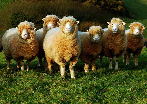 A flock of sheep looking toward the camera