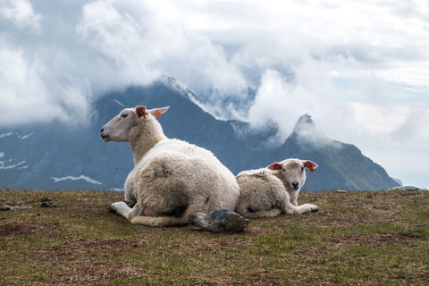 East Friesian sheep and lamb lying on a grassy hill.