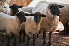 Suffolk sheep with black faces looking toward the camera.