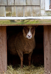 Moorit coloured Shetland sheep