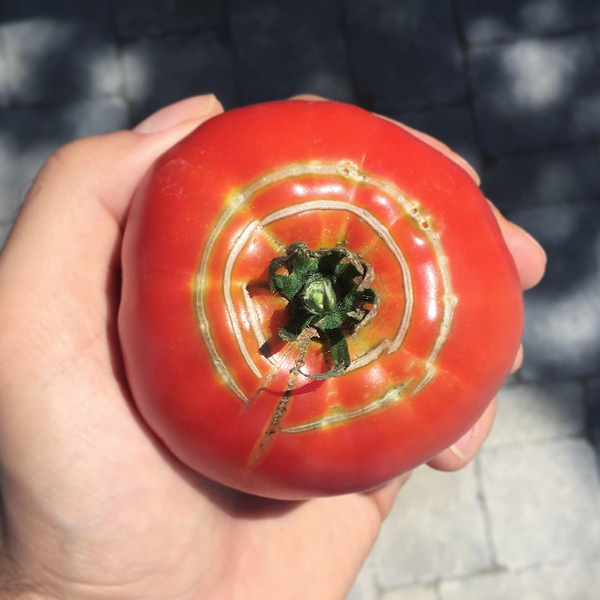 spiral crack tomato