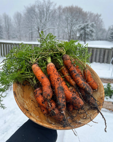 carrot harvest after snowfall