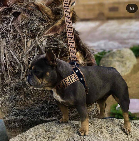 FENDI DOG HARNESS AND LEASH