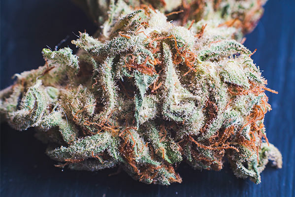 Write the best medical marijuana, cannabis, and weed blog by Aggy_amos -  Fiverr