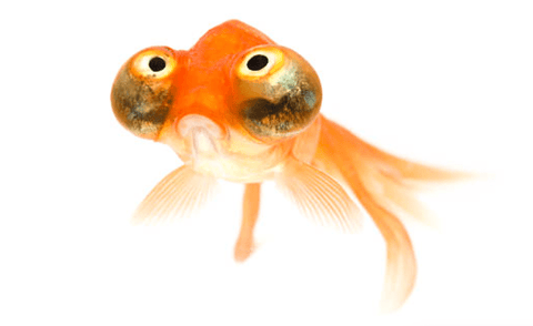 Golden Sad Fish