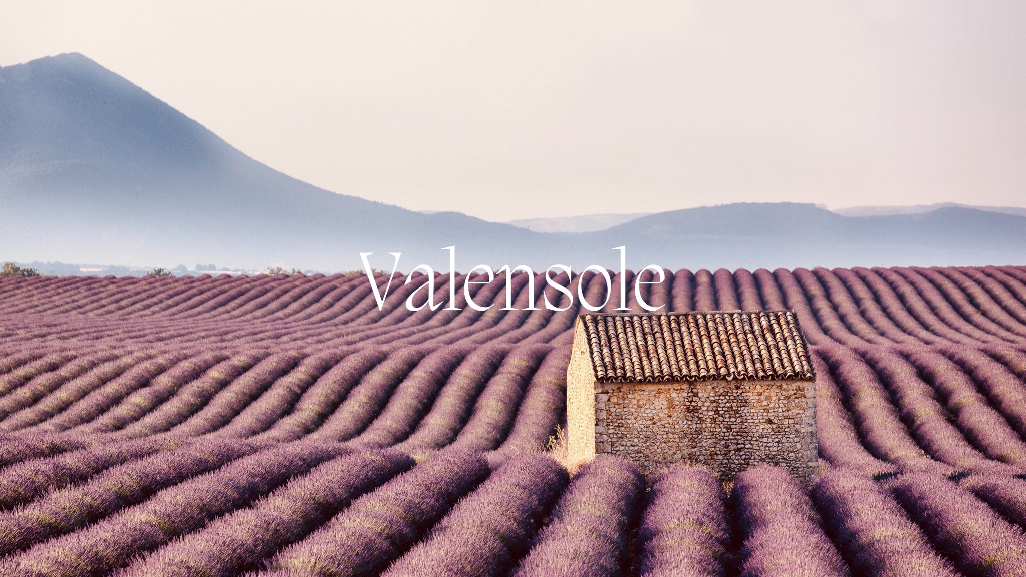 Image of the lavender fields of Valensol