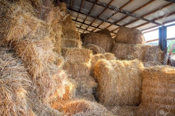 Fardos o pacas de paja de arroz