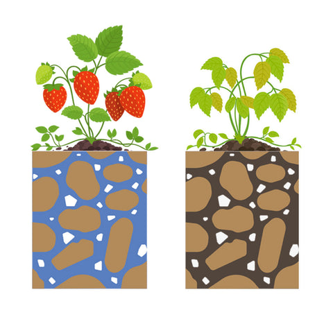 comparación-humedad-de-suelo-y-desarrollo-de-cultivo