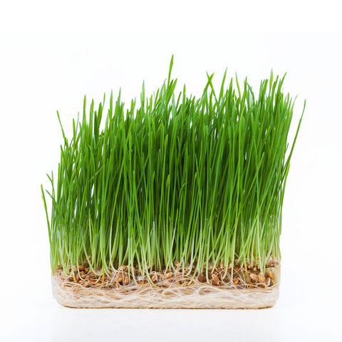 Wheat Grass