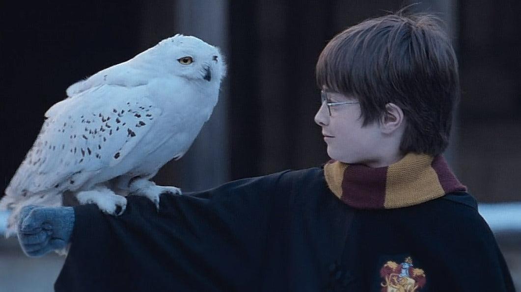Harry Potter Harry and Hedwig