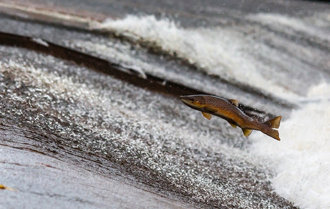Salmon jumping out of water