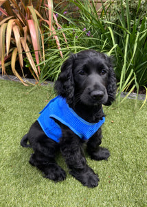 how do dog cooling vests work