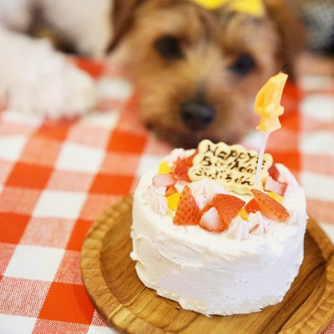 いちごのショートケーキ（犬用）冷凍｜INUTO（イヌト）