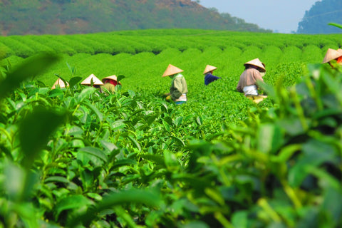 A photo of Japanese farmers harvesting green tea in a large field