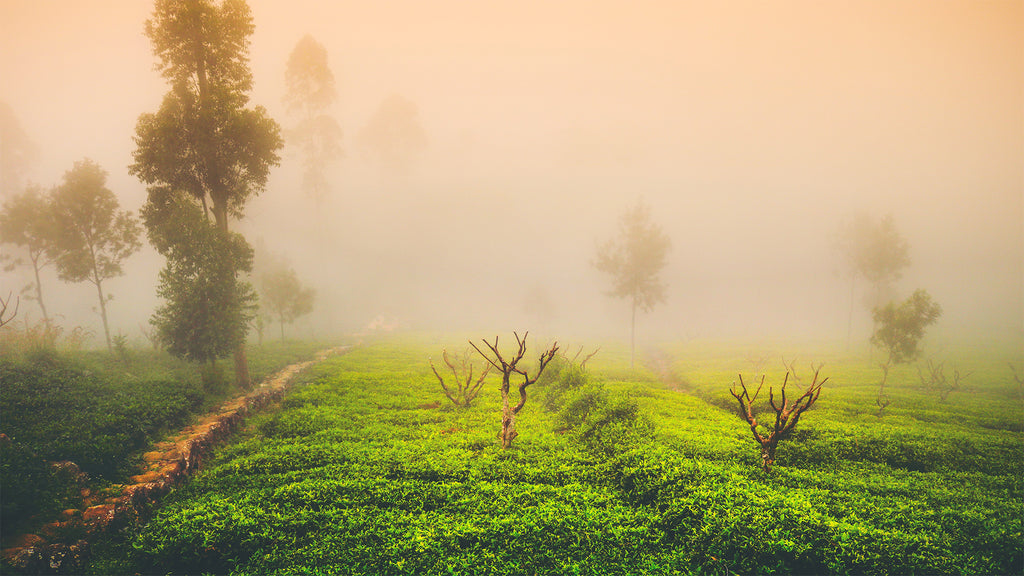 Photo of a Misty green tea Field