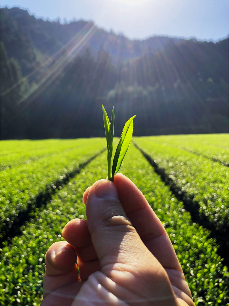 Photo of a hand Holding a Green Tea Leaf in a field