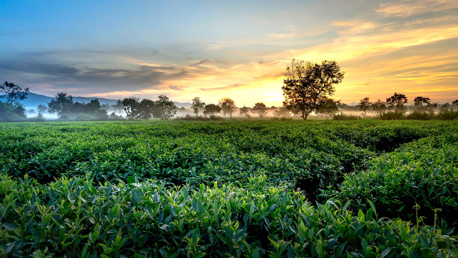 Photo of a Japanese Green Tea Field at Sunset, with dark hills and trees in the background