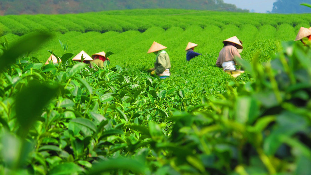 Photo of Japanese farmers harvesting green tea in a field