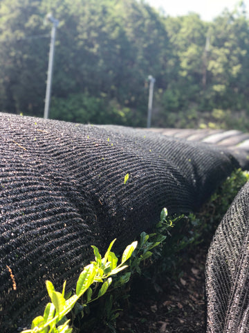 A photo of green tea leaves peeking out from large black tarps in a green tea field