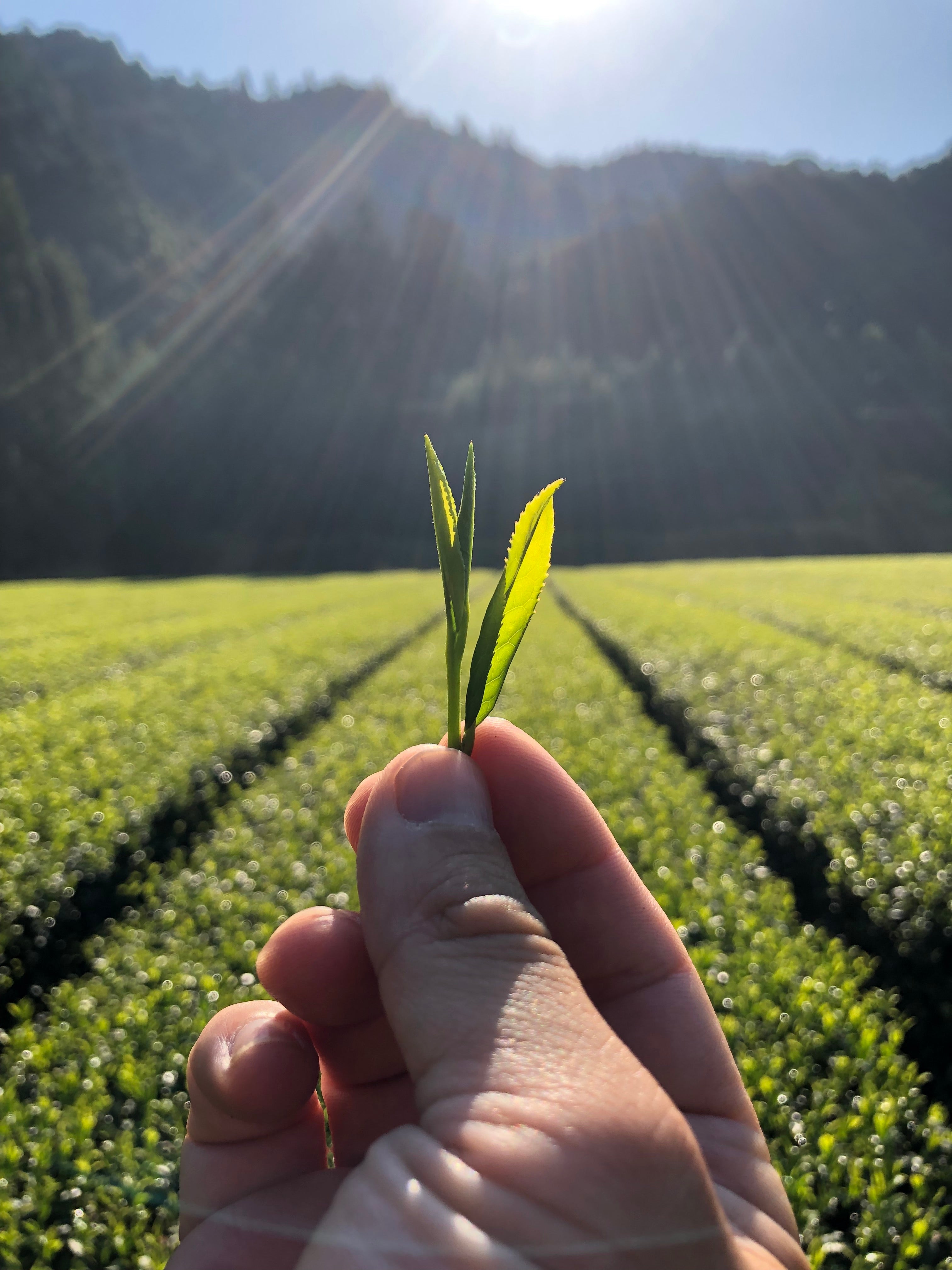 A photo of a hand holding a sprig of green tea leaves in the sunlight, in a green tea field with hills in the background