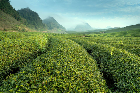 Photo of green tea fields with hills and misty haze in the background