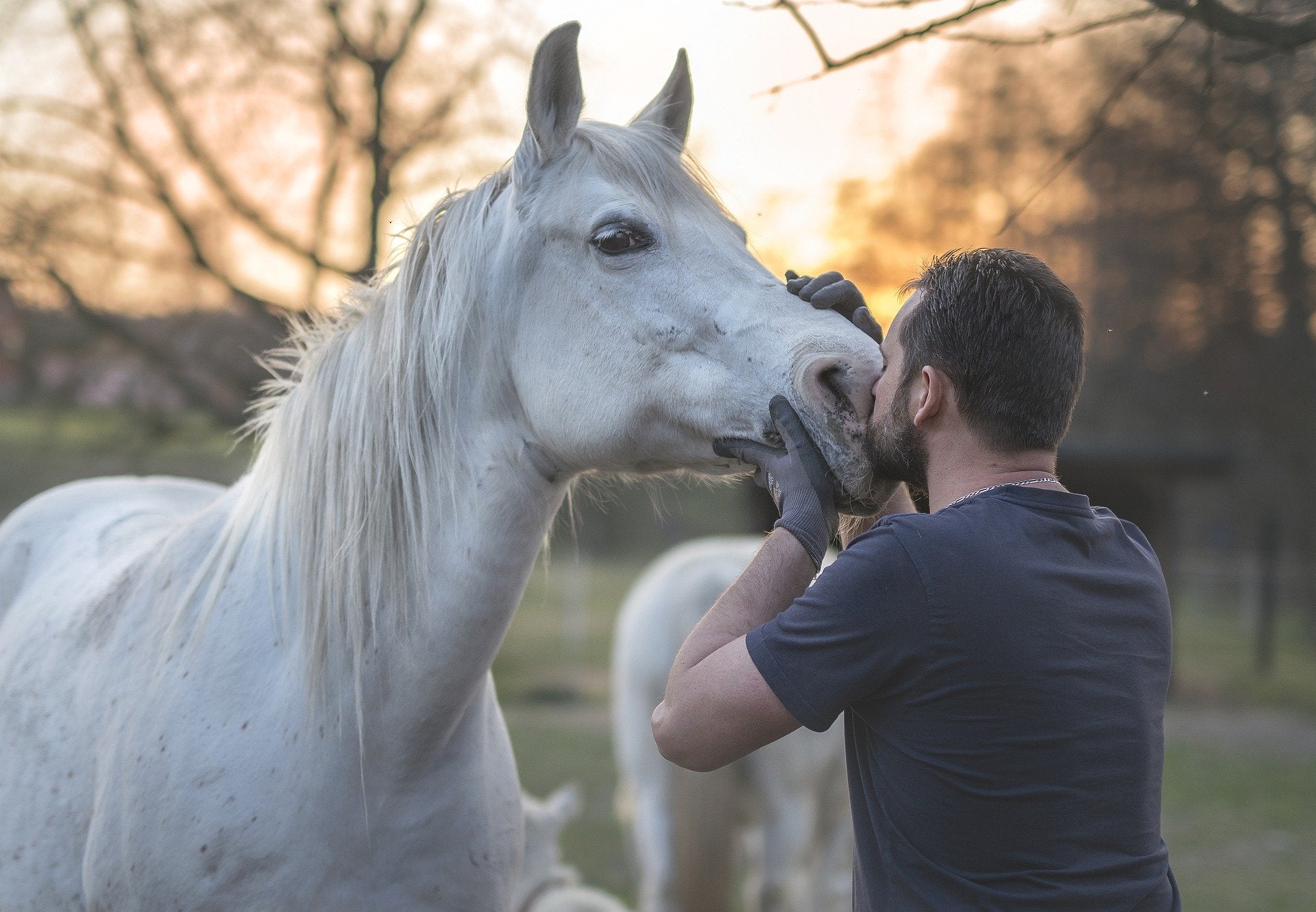 Top 150 Citations Cheval Planete Cheval