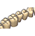 Tooth Library