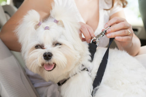 Pet Seatbelt