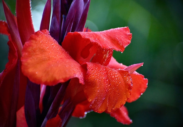 canna flower