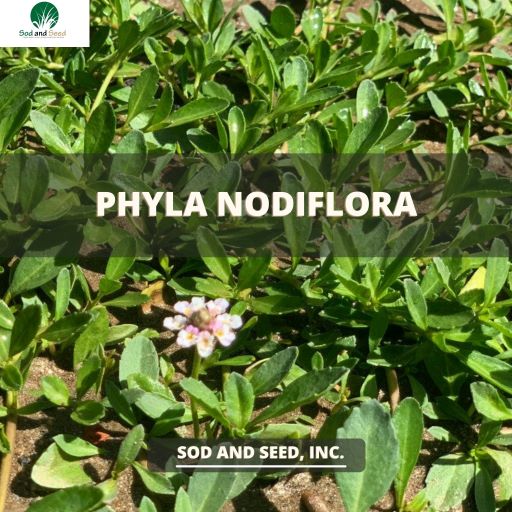 Phyla Nodiflora