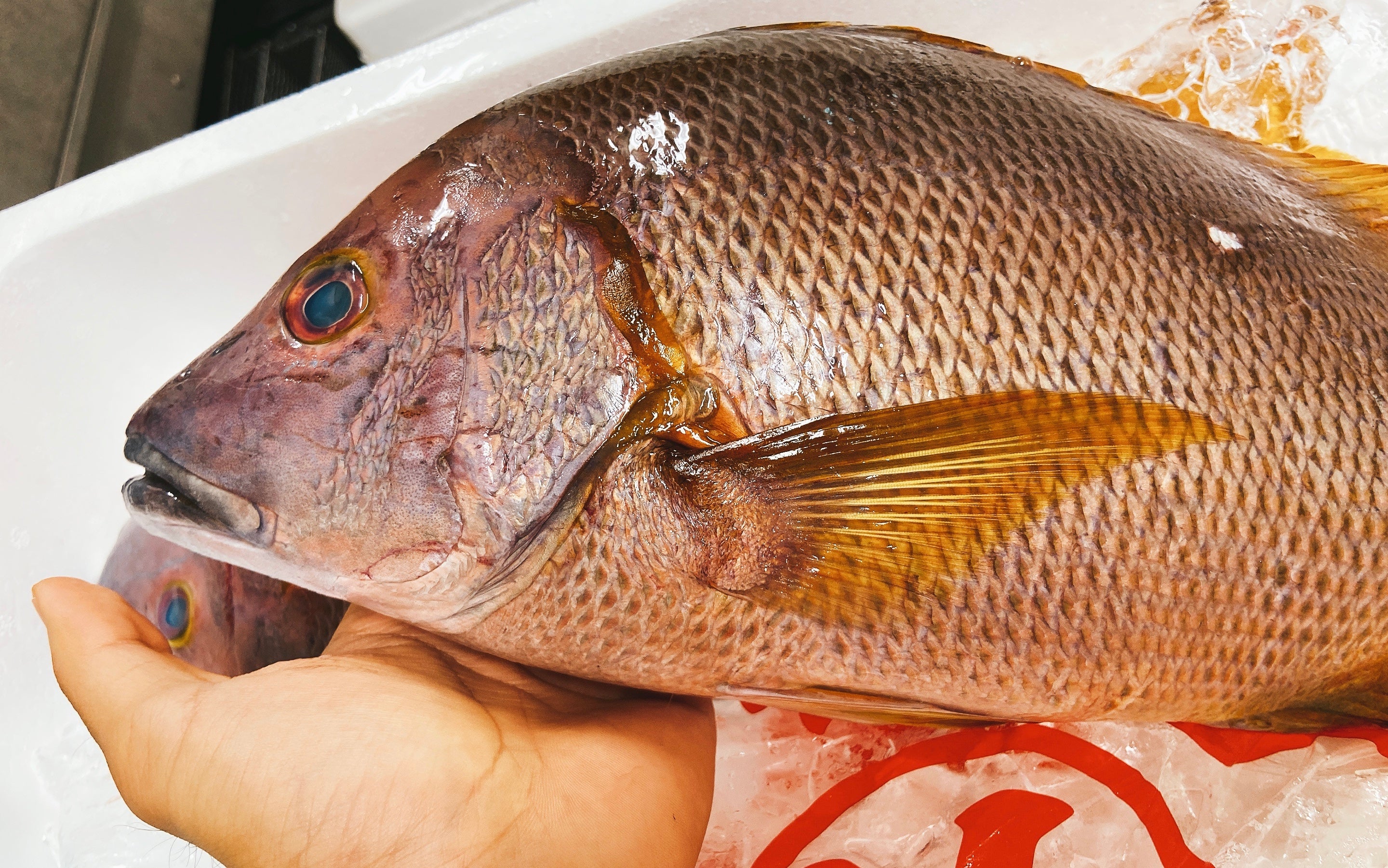 世界一おいしい熱帯魚 白星笛鯛 シロボシフエダイ あての極み