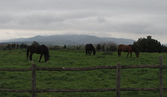 horses graze inside the Vulci Archeological Park, an Etruscan ruin