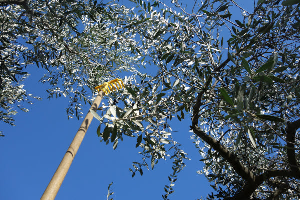 Most of the Olive Harvest is still done by hand or rake