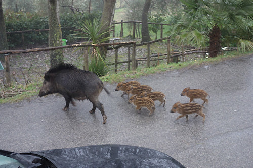 Cinghiale (Wild Boar) Mamma & 6 Babies Tuscany Italy