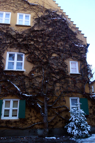 Germany must be the epitomy of European Christmas charm.  look at this house with snow-covered pine tree in front