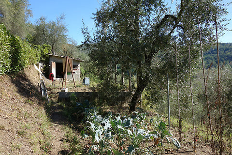 Viewing the painting location and the backside of the subject, a lovely black olive tree, Tuscany Italy